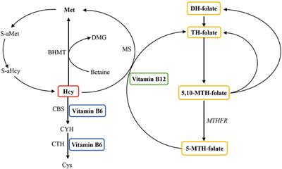 Causal effects of B vitamins and homocysteine on obesity and musculoskeletal diseases: A Mendelian randomization study